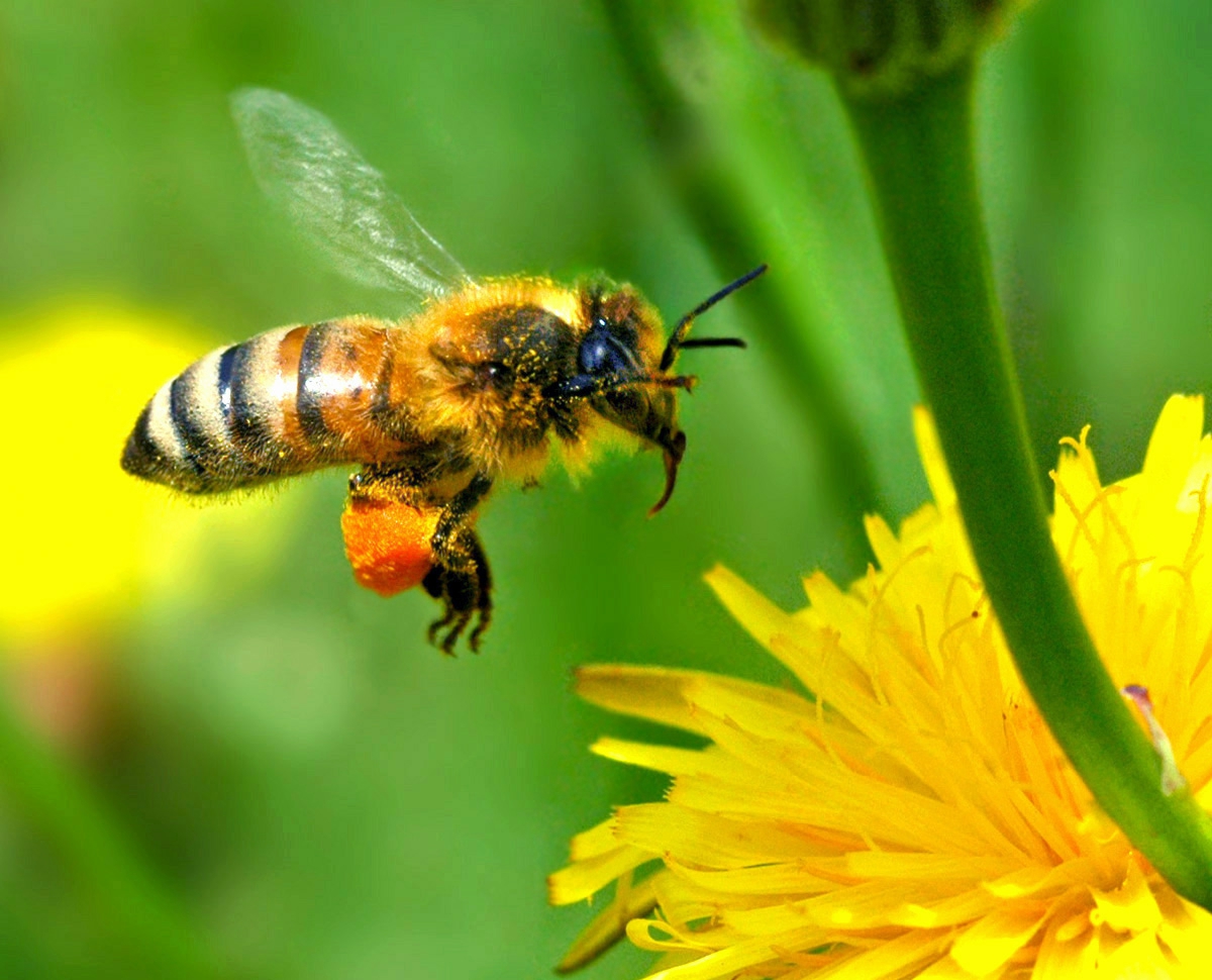 abeille chargée de pollen sur pissenlit