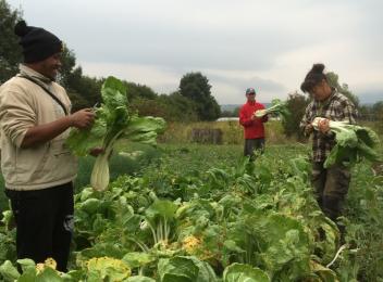 Photo Les Nouveaux Jardins de la Solidarité
